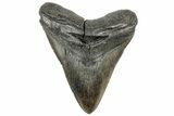 Fossil Megalodon Tooth - South Carolina #321842-1